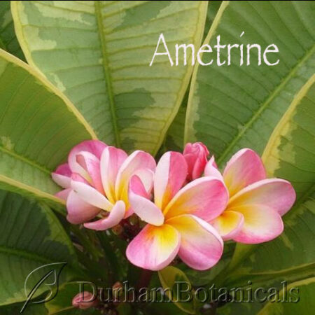Ametrine