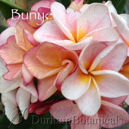 Bunyen