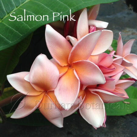 Salmon Pink