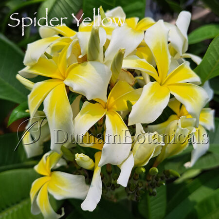 Spider Yellow