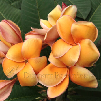 Palomino Orange Plumeria Flower