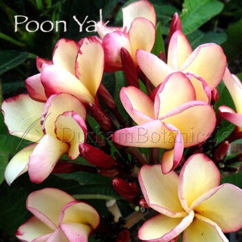 Poon Yak Plumeria Flowers