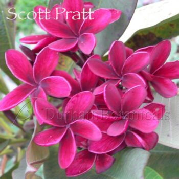 Scott Pratt Plumeria Flower