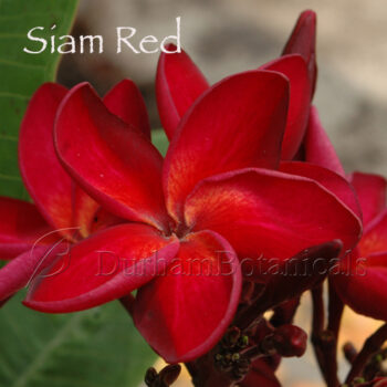 Siam Red Plumeria Flower
