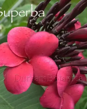 Superba Red