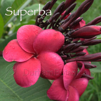 Superba Red Plumeria Flower