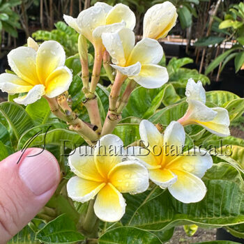 Yellow Dwarf Plumeria Flowers
