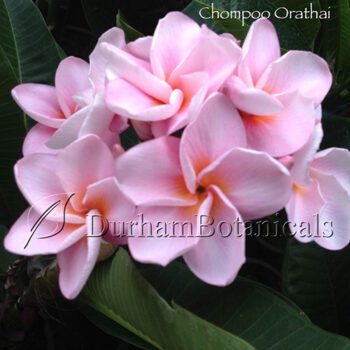 Chompoo Orathai Plumeria Flower