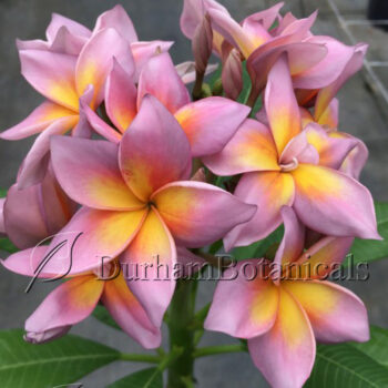 Metallica Plumeria Flowers