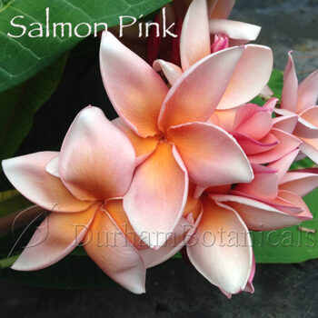 Salmon Pink Plumera Flower