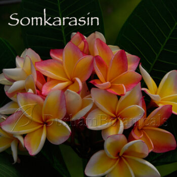 somkarasin plumeria flowers